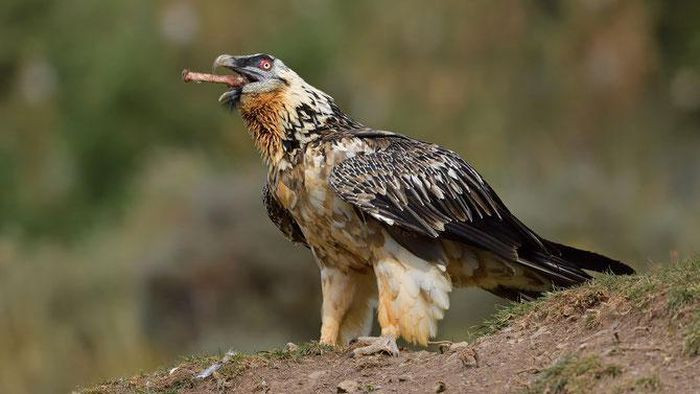 Mặc dù có khả năng bay rất cao, tới hơn 7km, song khi tìm mồi kền kền râu thường bay là là mặt đất, đôi khi chỉ cách vài mét để dễ bề tóm gọn con mồi. 