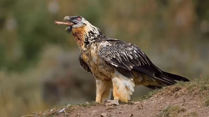 La lung loai chim khong lo, co ca chom rau duoi cam-Hinh-23