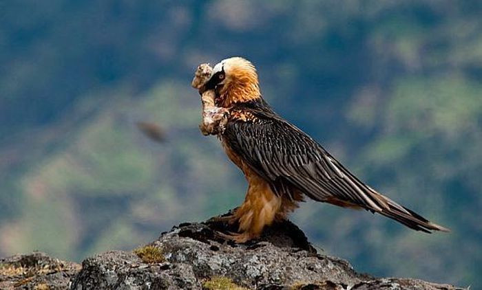 Đây là loài chim có tuổi thọ khá cao, trung bình khoảng 20 năm trong tự nhiên, và cá biệt trong môi trường nuôi nhốt, có con thọ đến 45 năm