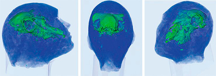 Mang hộp sọ 2000 năm đi kiểm tra, các chuyên gia ‘chết lặng' Mang hop so 2000 nam di kiem tra, cac chuyen gia ‘chet lang'