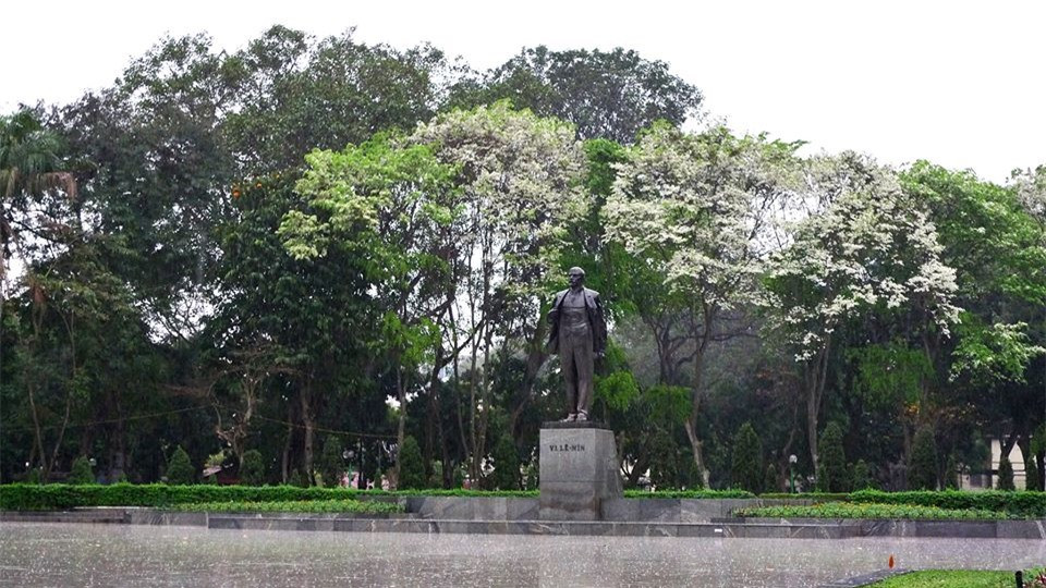 Hoa sưa nở rộ tại công viên Lê-nin...