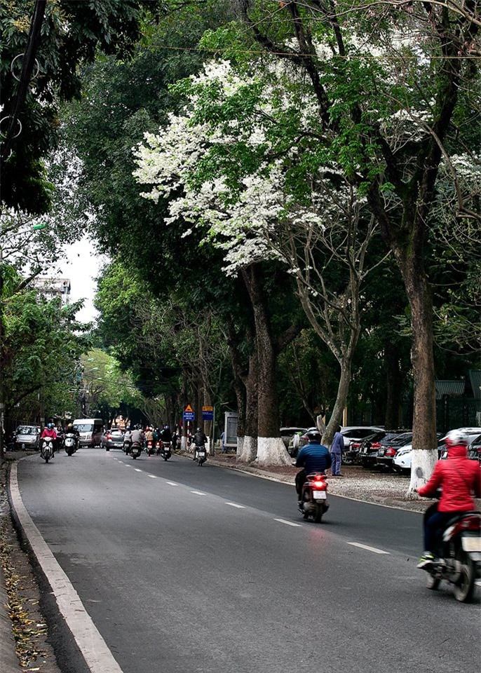 Giữa những ồn ào tấp nập của cuộc sống, lòng người như lắng lại cùng vẻ đẹp đến nao lòng của hoa sưa.