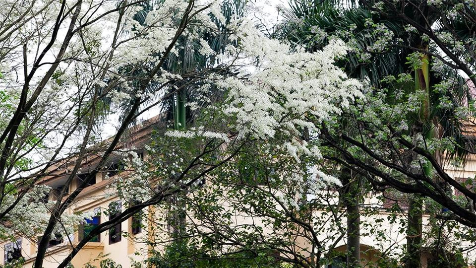 Những bông hoa nhỏ màu trắng mong manh tô điểm cho vẻ đẹp lãng mạn của Hà Nội mỗi độ xuân về.