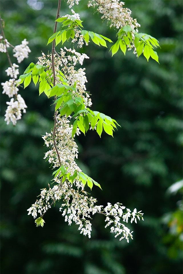 Màu hoa trắng muốt trên nền lá xanh gợi cảm giácyên bình, thư tháirất đỗi thân thương.
