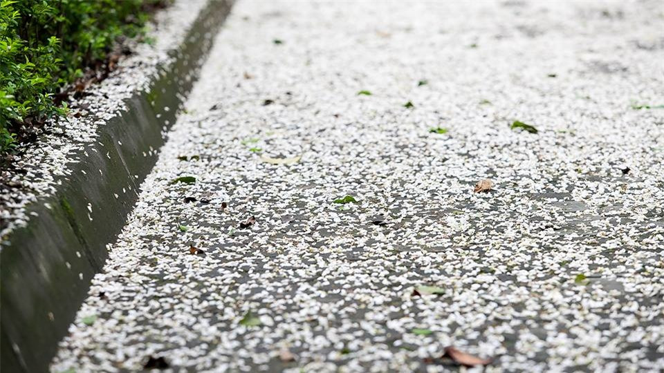 Hoa sưa nở rất nhanh, như một món quà bất ngờ không hẹn trướcvà rồi lại nhanh chóng rụng xuống nhường chỗ cho sắc lá xanh non.