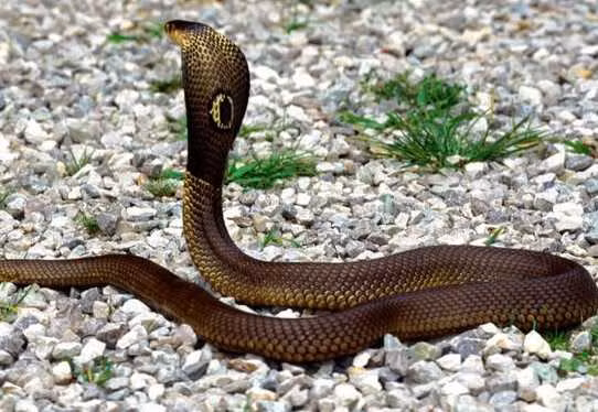 Người còn độc thân mơ bị rắn cắn và có chi tiết con vật sau khi bị bạn giết chết bỗng sống lại: Chớ lo lắng vì mơ thấy cảnh tượng kỳ lạ này. Đó là điềm báo chứng tỏ bạn sẽ tìm được đối tượng phù hợp với mình.