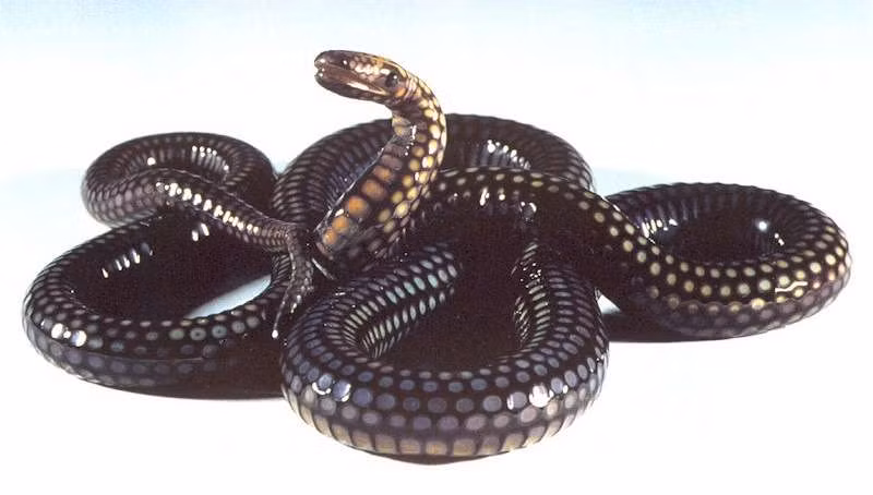 Thương nhân mơ thấy ngón tay bị chảy máu vì rắn cắn: Đây là giấc mơ nhắc nhở bạn nên suy xét cẩn thận mọi phương án khi kinh doanh. Không nên chỉ quan tâm tới lợi ích trước mắt mà hấp tấp, nóng vội. (Thông tin trong bài chỉ mang tính tham khảo).