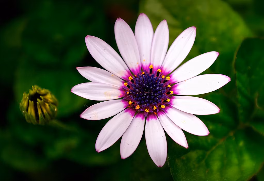 Cho dù như vậy phụ nữ sinh tháng 10 Âm lịch vẫn "đuổi đi không hết" những người yêu qúy họ, thậm chí lại còn khiến nhiều người muốn tiếp cận hơn. Những "fan hâm mộ" này cho dù không yêu được cũng sẽ trở thành bạn bè đáng tin cậy và giúp ích cho họ trong tương lai sau này. * Thông tin trong bài mang tính tham khảo, chiêm nghiệm.