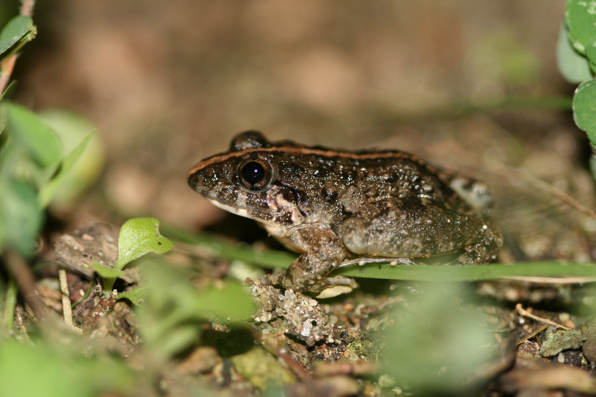 Người ta thường gặp nhái/ngóe ở những nơi ẩm ướt trong các khu rừng thường xanh, đồng ruộng, ven suối, vườn cây... Ban ngày chúng ẩn náu nơi đất trũng hay những kẽ đất, đến xẩm tối mới nhảy ra kiếm mồi. Ảnh: BioLib.