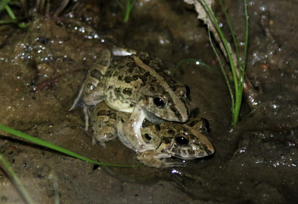 Mùa sinh sản của nhái/ngóe thường kéo dài từ tháng 3 đến tháng 6 hoặc muộn hơn tuỳ từng vùng. Ảnh: Ron-Nature-Adventures.