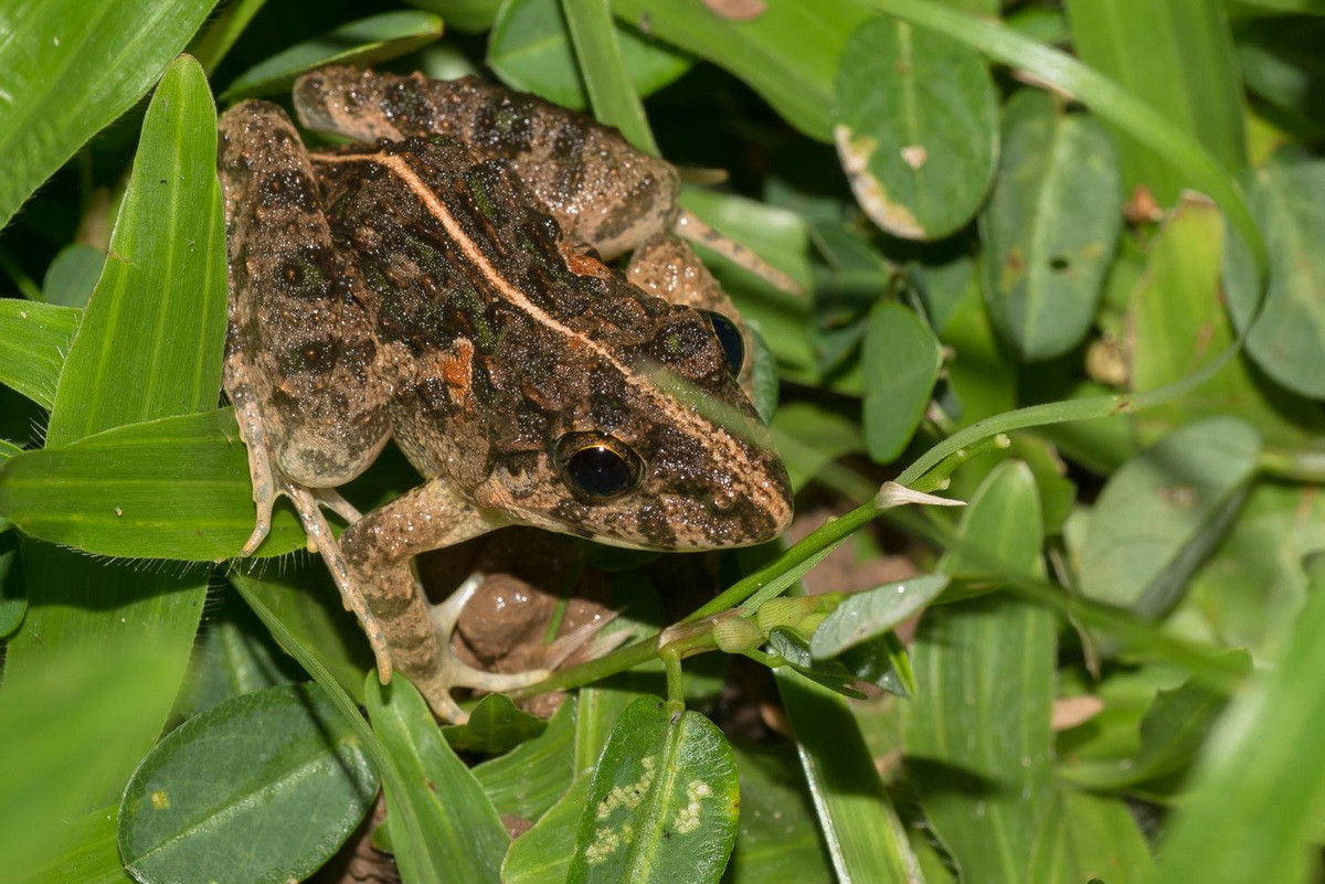 Tại Việt Nam, chúng được nhìn thấy ở Khắp nơi từ Bắc đến Nam, ở độ cao thấp đến trung bình. Trên thế giới, nhái/ngóe có mặt ở Trung Quốc, Nam Nhật Bản, Sri Lanka, từ Ấn Độ đến bán đảo Mã Lai. Ảnh: Thai National Parks.