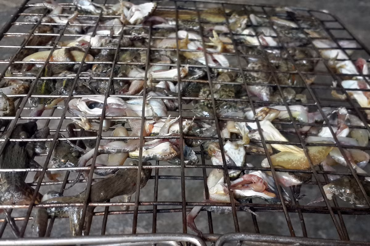 Nhìn chung nhái/ngóe là những con vật yếu đuối, không có khả năng tự vệ trước, thường bị con người bắt về giết thịt một cách dễ dàng. Ảnh: Báo Thanh Niên.