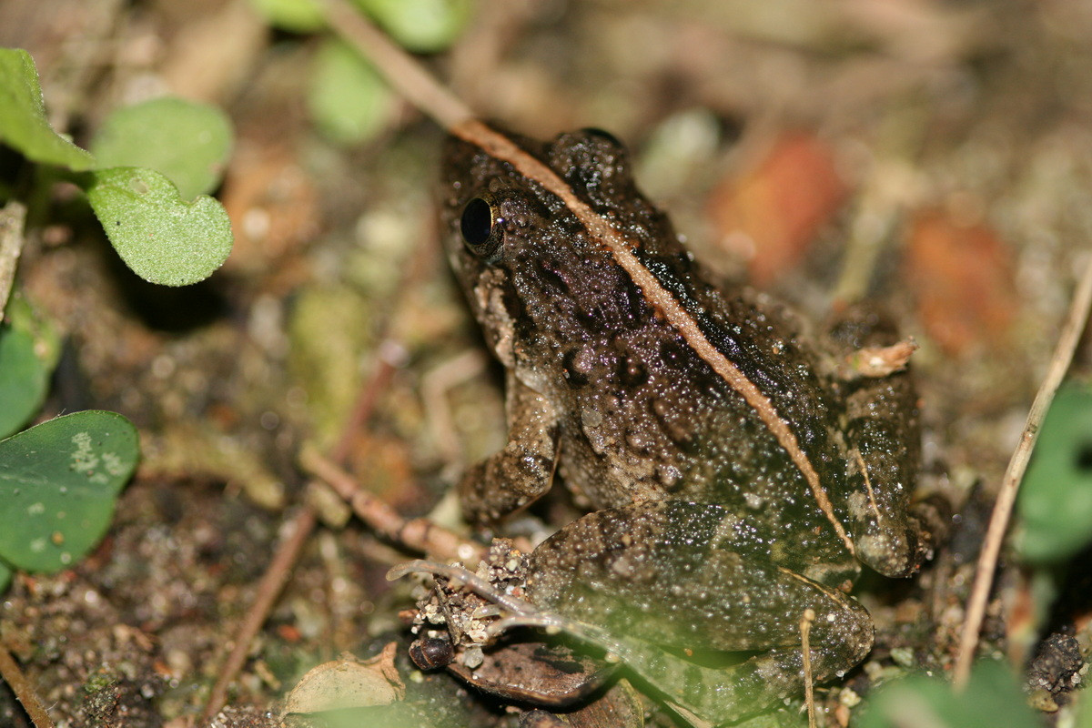 Loài động vật lưỡng cư này có thể nhảy xa khoảng 2 mét, bơi rất giỏi. Thức ăn của chúng chủ yếu là kiến, mối, côn trùng đất. Ảnh: Thai National Parks.