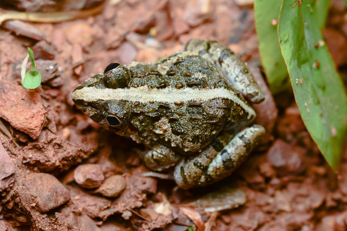 Màu sắc của nhái/ngóe khá đa dạng ở các cá thể khác nhau. Thông thường, mặt trên đầu, lưng có màu xanh rêu hay nâu nhạt, dọc sống lưng có vạch sáng chạy từ đầu mõm cho đến hậu môn. Bụng và mặt dưới chi trắng. Ảnh: Thai National Parks.