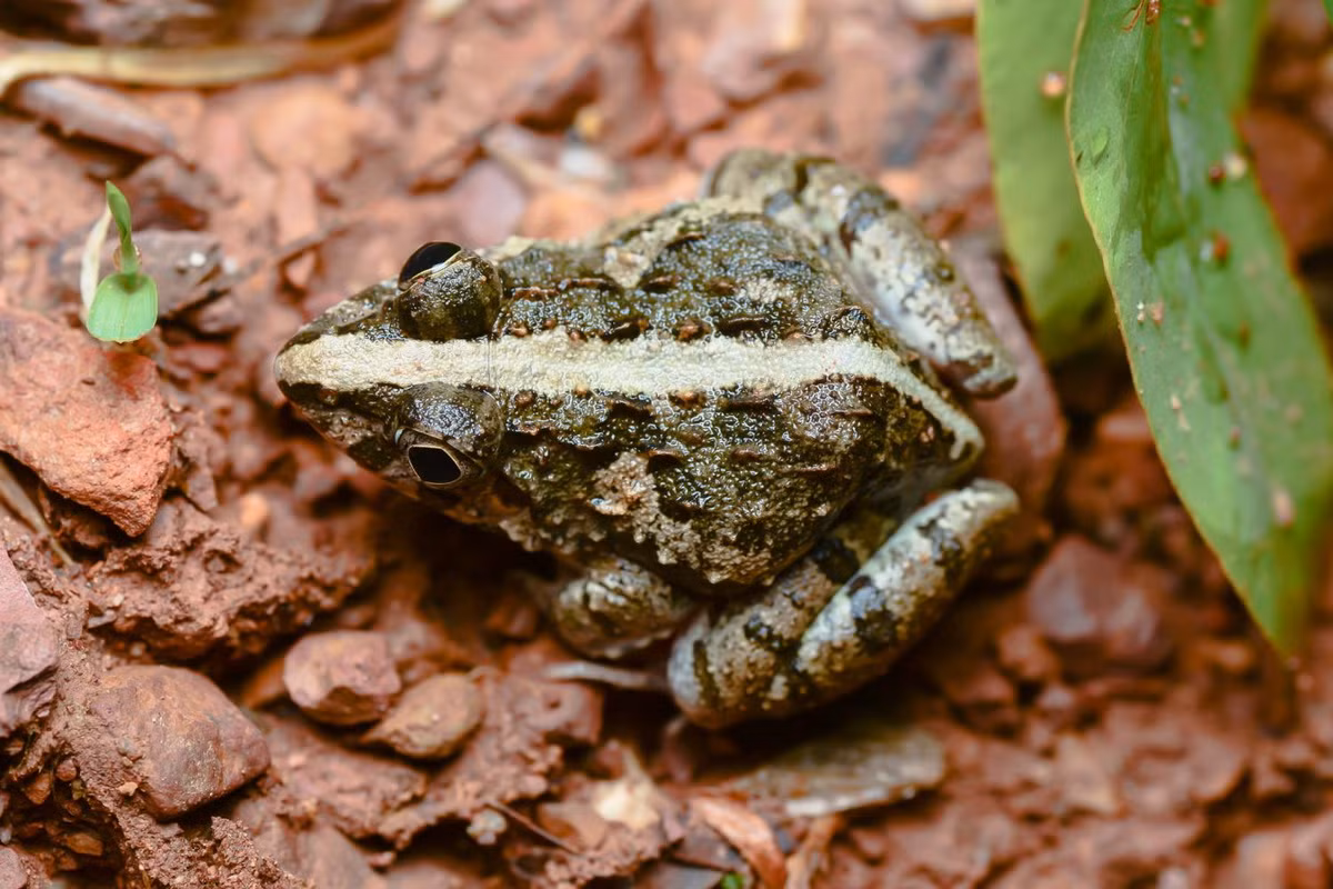 Màu sắc của nhái/ngóe khá đa dạng ở các cá thể khác nhau. Thông thường, mặt trên đầu, lưng có màu xanh rêu hay nâu nhạt, dọc sống lưng có vạch sáng chạy từ đầu mõm cho đến hậu môn. Bụng và mặt dưới chi trắng. Ảnh: Thai National Parks.