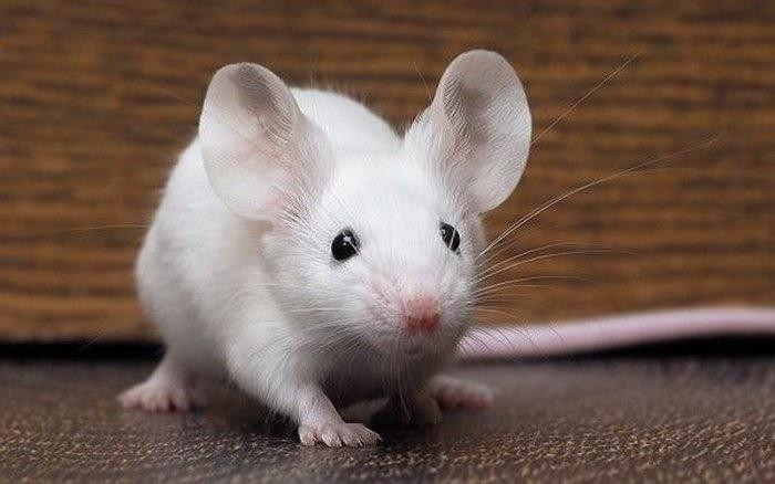 Con giap nao khong can tranh gianh van so huong?