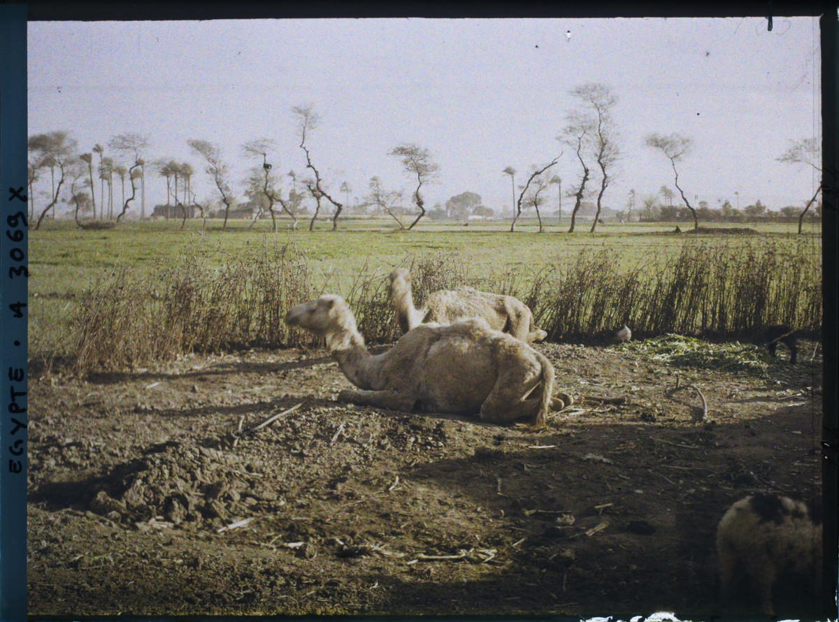 Những con lạc đà nghỉ ngơi trên bãi đất trống.