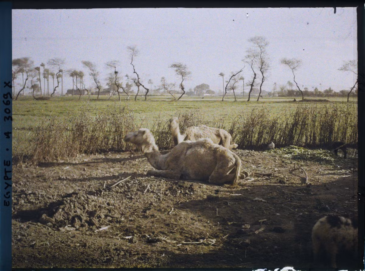 Những con lạc đà nghỉ ngơi trên bãi đất trống.
