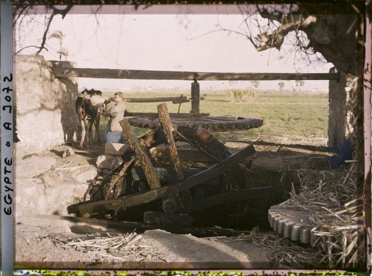 Một chiếc saqiyah - thiết bị nâng nước cơ học hoạt động nhờ lực kéo của gia súc.