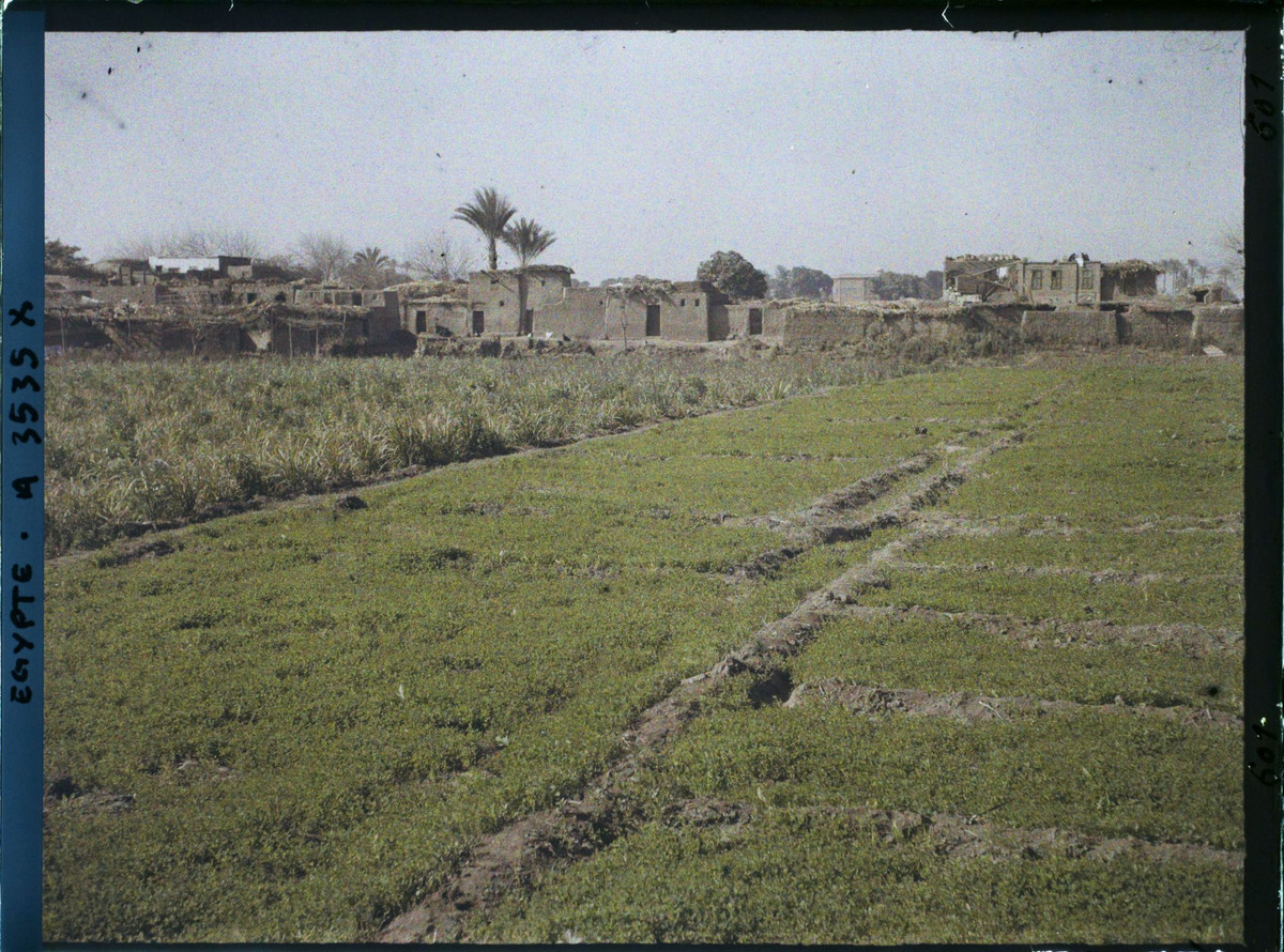 Cánh đồng trồng đậu và cỏ ba lá ở ngoại ô Cairo.