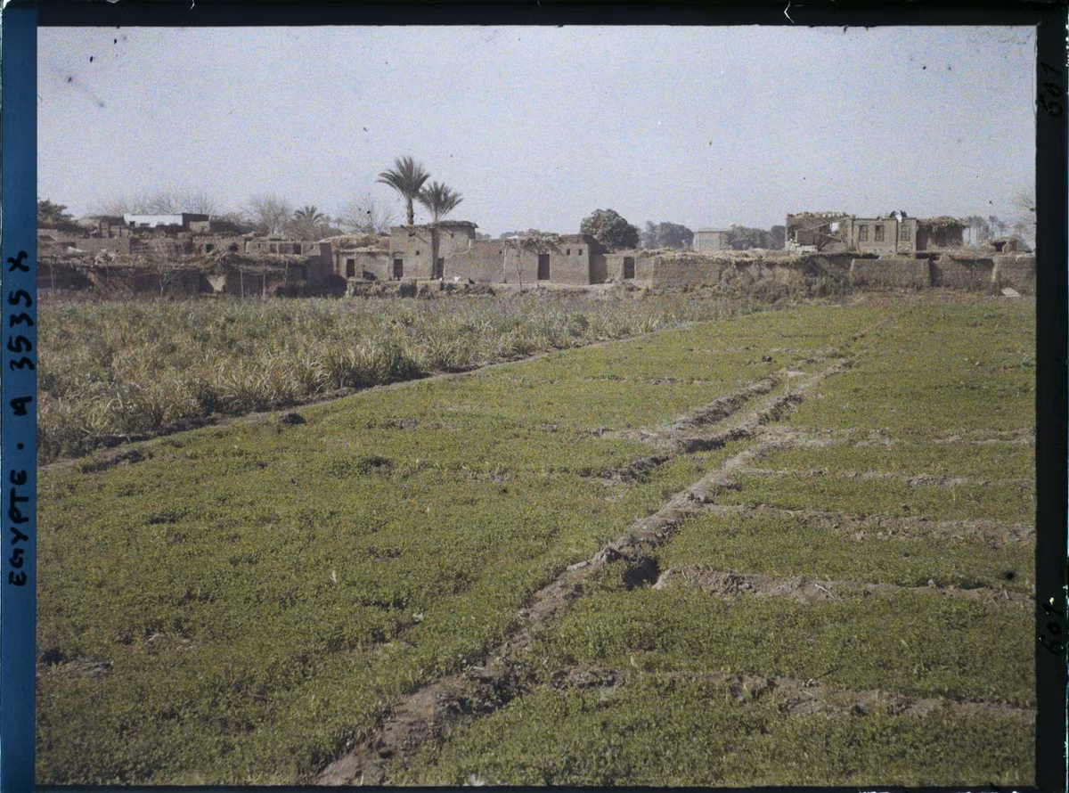 Cánh đồng trồng đậu và cỏ ba lá ở ngoại ô Cairo.