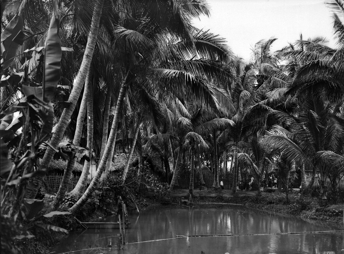 Làng Dương Liễu còn được gọi là "làng Dừa" vì nơi đây trồng rất nhiều dừa.