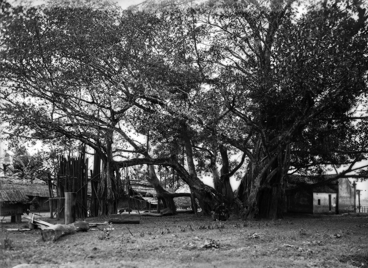 Cây đa cổ thụ bên đình làng.