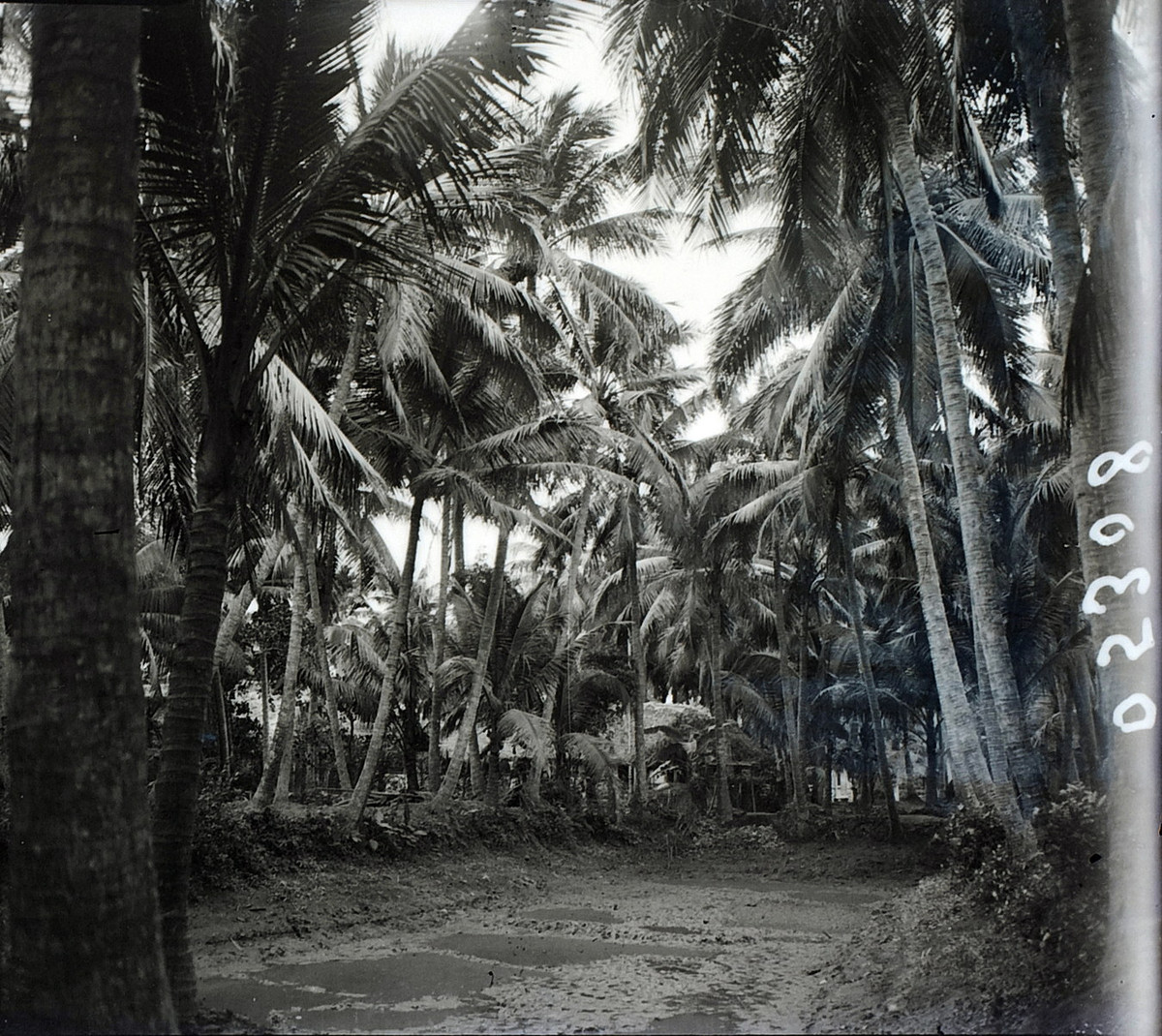 Những cây dừa mọc bên một ao nước cạn.