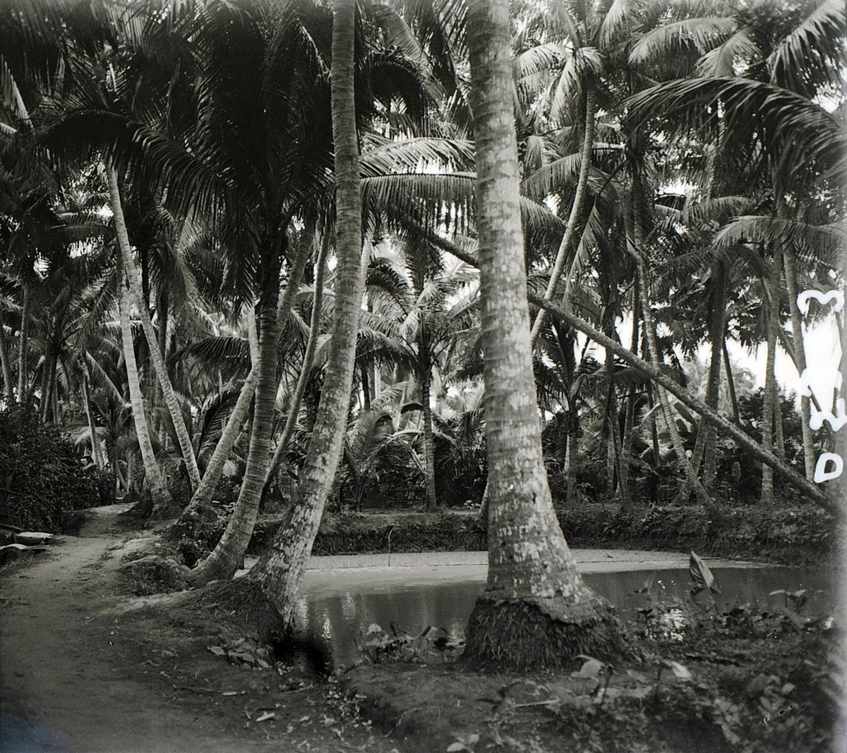 Những cây dừa bên ao nước.