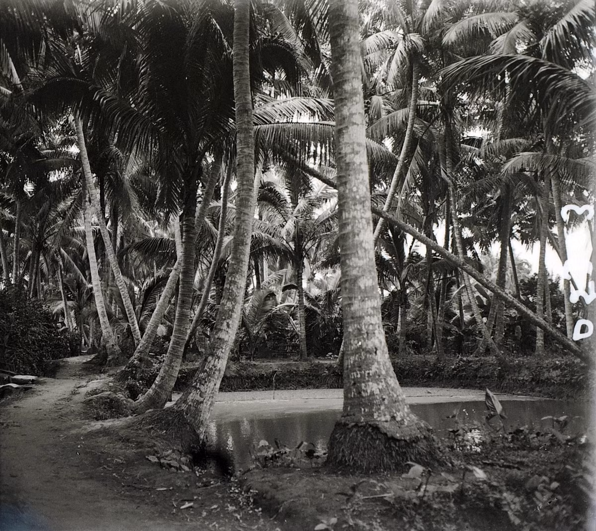 Những cây dừa bên ao nước.