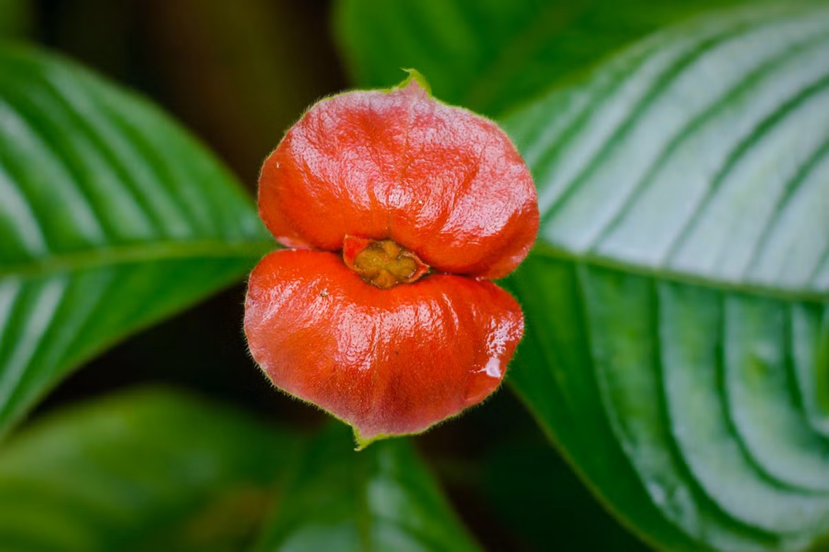“ Đôi môi nóng bỏng” (hot lip) là tên thường gọi của loài thực vật kỳ lạ có tên khoa học là Psychotria elata, mọc trong các khu rừng mưa ở khu vực Trung Mỹ và phía Bắc của Nam Mỹ.