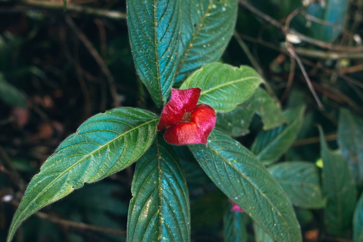 Không chỉ để làm cảnh, đôi môi nóng bỏng cũng được cư dân bản địa dùng làm cây thuốc. Vỏ và lá của cây được dùng để điều trị phát ban, ho và đau tai. Chúng cũng là nguyên liệu để sản xuất các hóa chất gây ảo giác như dimethyltryptamine.