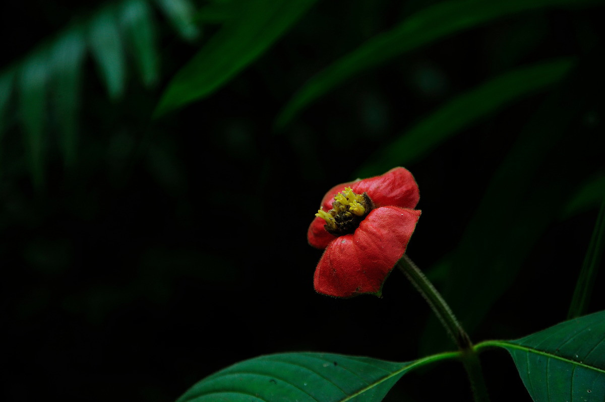 Trong môi trường nhân tạo, loài thực vật này khá khó trồng. Chúng sẽ sống tốt trong điều kiện ấm áp, độ ẩm, có bóng râm che phủ, gần với điều kiện tự nhiên trong các khu rừng nhiệt đới châu Mỹ.