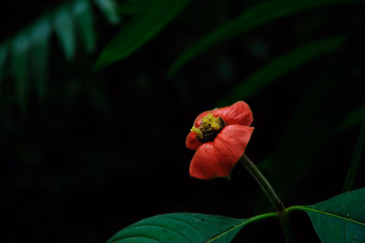 Trong môi trường nhân tạo, loài thực vật này khá khó trồng. Chúng sẽ sống tốt trong điều kiện ấm áp, độ ẩm, có bóng râm che phủ, gần với điều kiện tự nhiên trong các khu rừng nhiệt đới châu Mỹ.