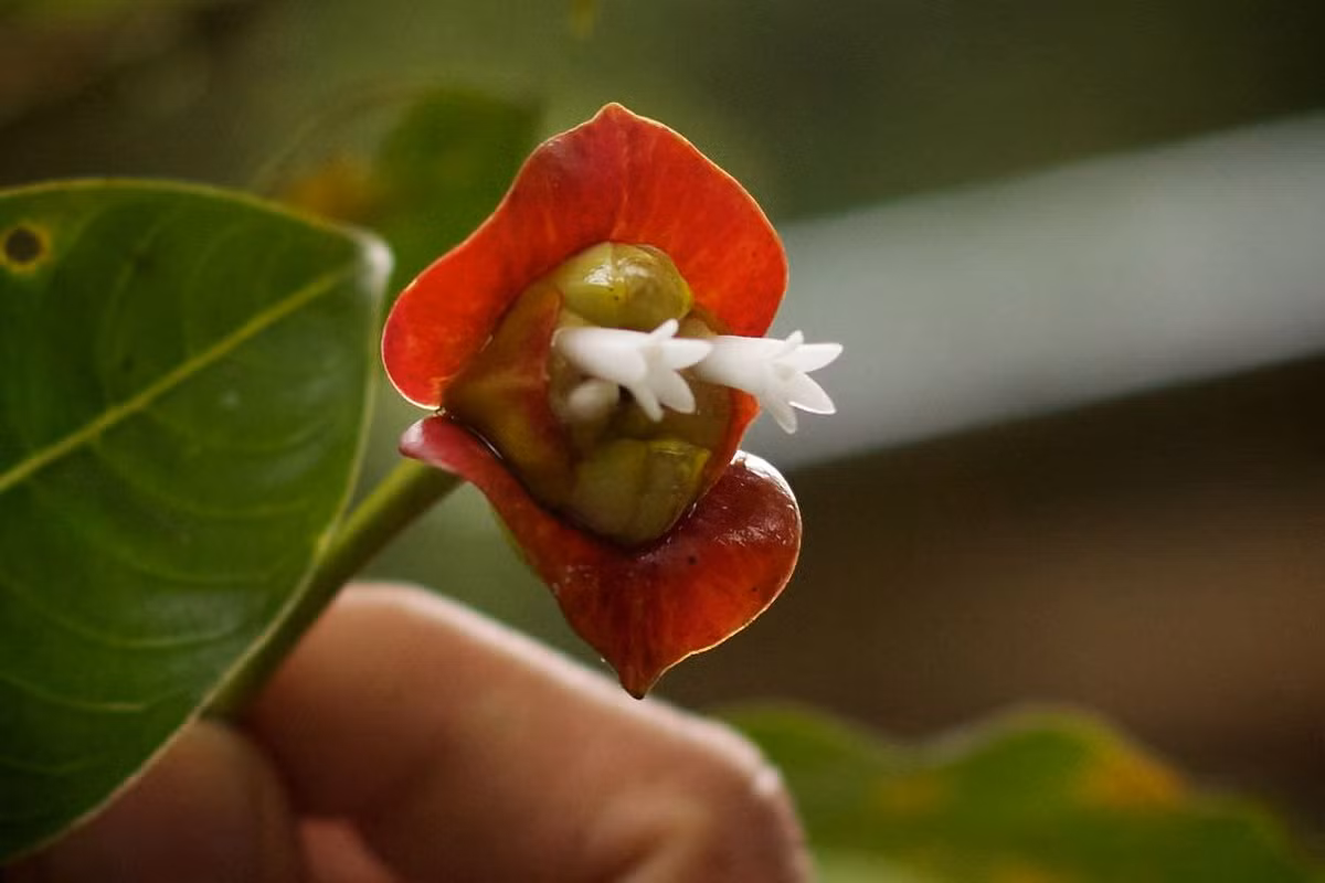 Trên phương diện khoa học, đôi môi ấy không phải hoa mà chỉ là những chiếc lá bắc bao bọc bên ngoài những bông hoa thực sự, có kích cỡ nhỏ, màu trắng hoặc vàng, mọc ra ở trung tâm hai bờ môi.