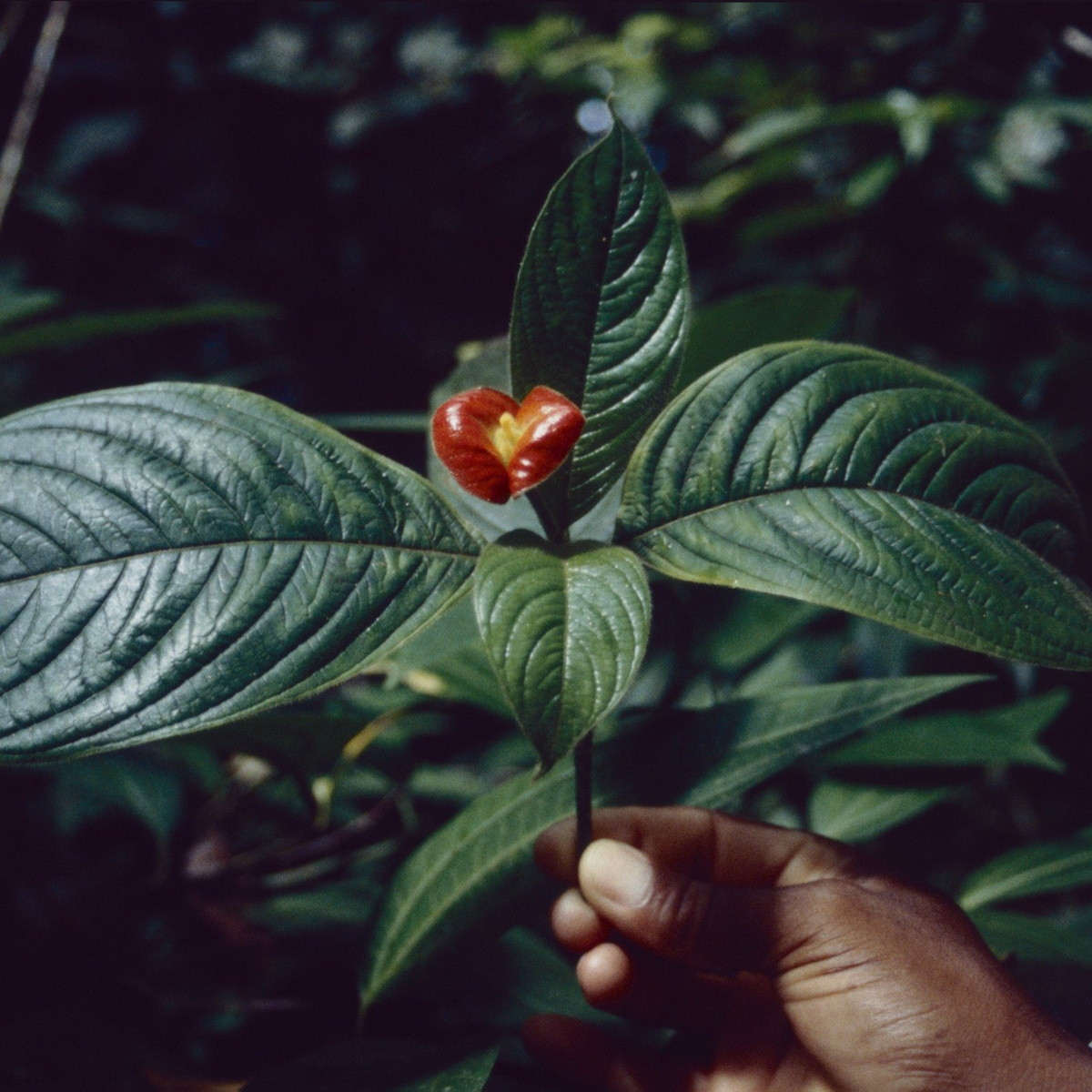 Ở khu vực Trung Mỹ, những đóa hoa hình đôi môi này được coi là biểu tượng của tình yêu và sự trân trọng, là quà tặng cho người yêu, bạn bè, người thân vào những dịp quan trọng.