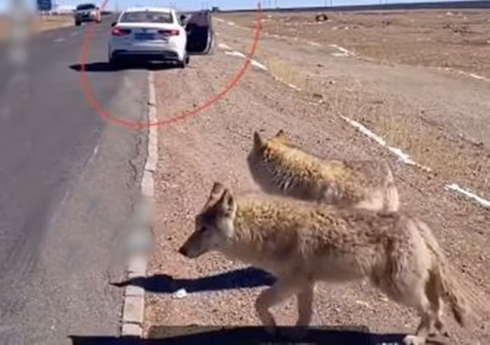 Nữ du khách đòi chụp ảnh với 'chó khổng lồ' và sự thật rùng rợn Nu du khach doi chup anh voi 'cho khong lo' va su that rung ron