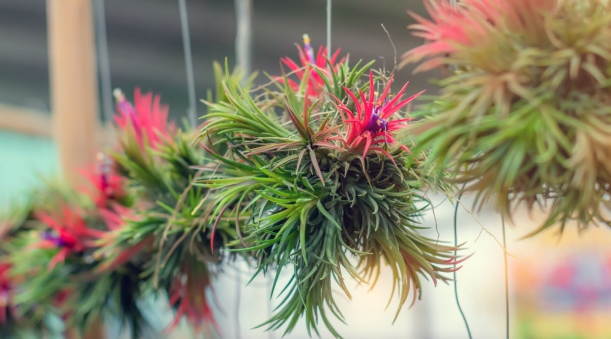 Chúng thường được treo lủng lẳng dưới cửa sổ hoặc hiên nhà, đặt trong bể thủy tinh, hoặc đơn giản là đặt trên cành cây hoặc bất kỳ vật gì khác để làm đồ trang trí.