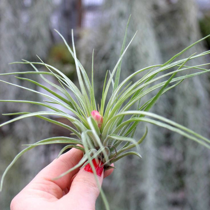 Việc chăm sóc cây không khí khá đơn giản. Chúng chỉ cần được tiếp nước qua lá bằng cách phun hoặc ngâm trong bình chứa nước. Một số loại phân hòa tan có thể được bổ sung vào nước để giúp cây phát triển khỏe mạnh.