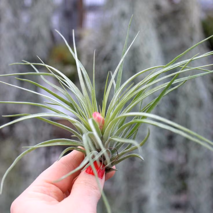 Việc chăm sóc cây không khí khá đơn giản. Chúng chỉ cần được tiếp nước qua lá bằng cách phun hoặc ngâm trong bình chứa nước. Một số loại phân hòa tan có thể được bổ sung vào nước để giúp cây phát triển khỏe mạnh.