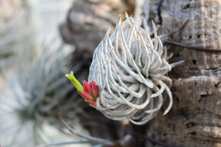 Hầu hết các loài cây trong chi này là thực vật biểu sinh, nghĩa là sống bám trên các thân cây khác. Chúng còn được gọi là cây không khí vì không cần đất để tồn tại và sinh trưởng.