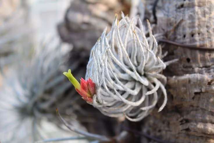 Hầu hết các loài cây trong chi này là thực vật biểu sinh, nghĩa là sống bám trên các thân cây khác. Chúng còn được gọi là cây không khí vì không cần đất để tồn tại và sinh trưởng.