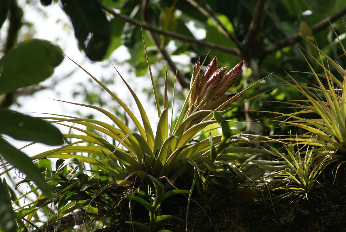 Ở các loài cây không khí, rễ tiêu giảm hoặc phát triển hạn chế, không có vai trò hấp thụ nước và dinh dưỡng mà chỉ giúp cây neo vào giá thể. Chúng có thể bám vào bất kỳ bề mặt nào có sẵn như cành cây, vỏ cây, đá...