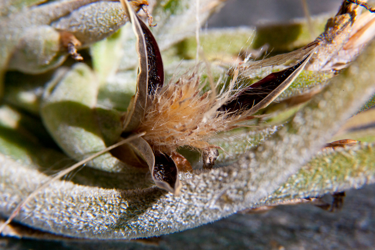 Hạt của cây không khí có một chiếc "dù" tương tự như hạt bồ công anh, giúp chúng phát tán theo gió một cách hiệu quả.