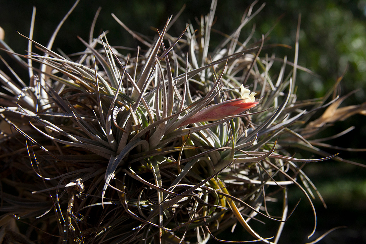 Lá của chúng ít nhiều có màu bạc, được bao phủ bởi các tế bào chuyên biệt có khả năng hấp thụ nhanh nước đọng lại trên bề mặt. Vào ban ngày, hí khổng trên bề mặt lá được đóng lại để tránh mất nước.