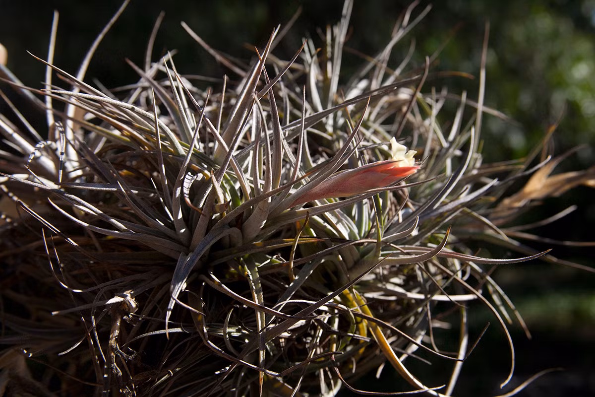 Lá của chúng ít nhiều có màu bạc, được bao phủ bởi các tế bào chuyên biệt có khả năng hấp thụ nhanh nước đọng lại trên bề mặt. Vào ban ngày, hí khổng trên bề mặt lá được đóng lại để tránh mất nước.