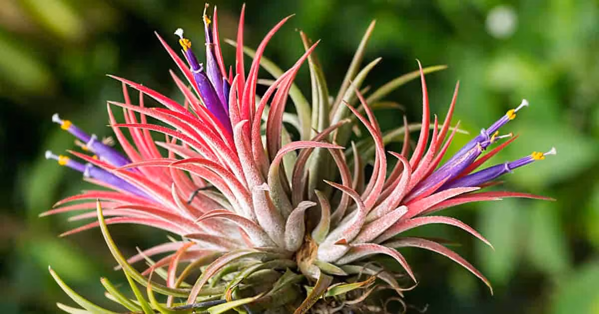 Màu sắc của hoa rất đa dạng: Đỏ, vàng, tím, hồng... Lá của cây không khí cũng có thể thay đổi màu sắc khi cây nở hoa.