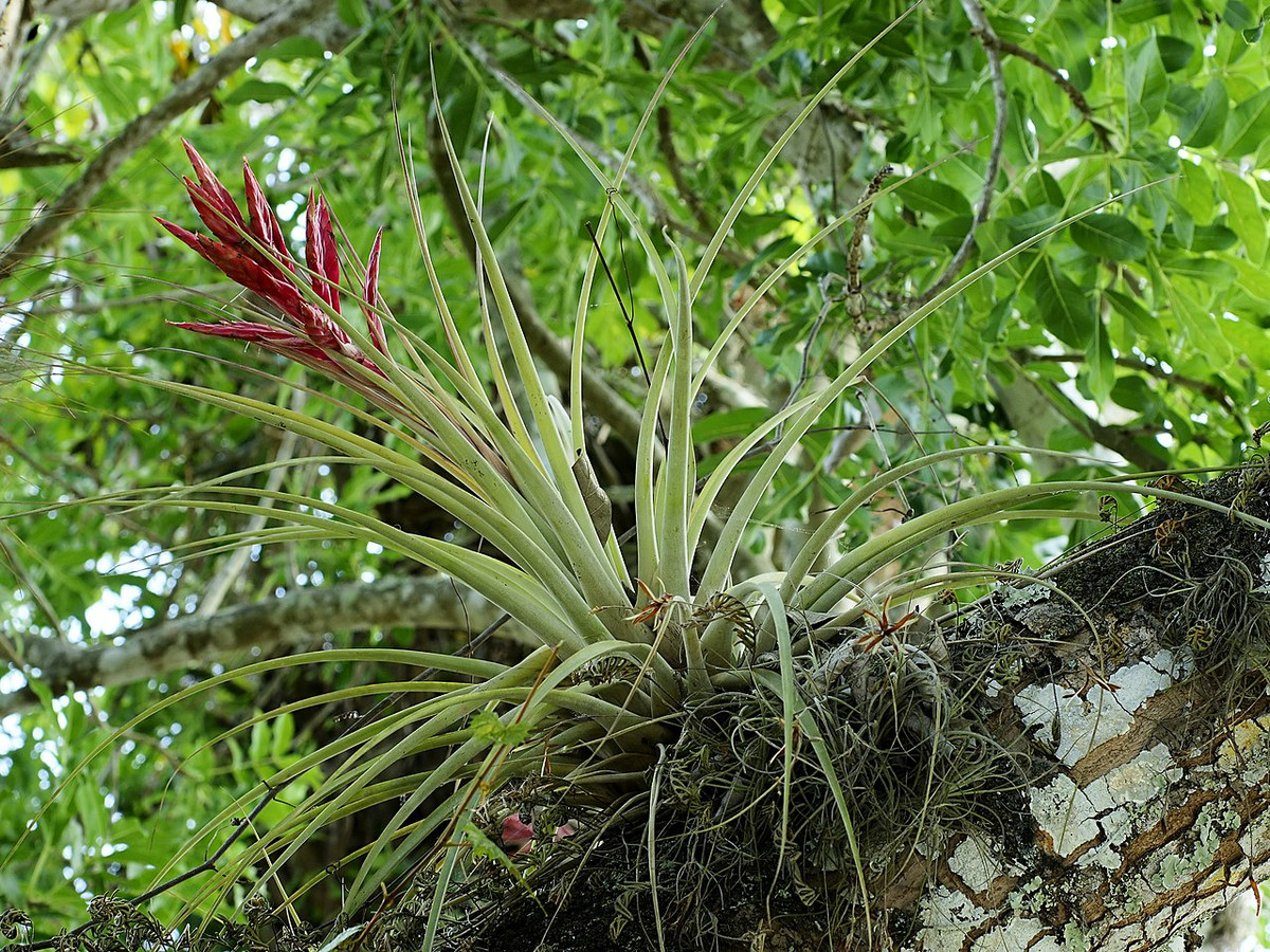 Nằm trong họ Dứa (Bromeliaceae), chi Dứa râu (Tillandsia) gồm khoảng 650 loài thực vật có đặc điểm sinh học độc đáo, phân bố ở các khu rừng, núi đá và sa mạc ở từ Đông Nam nước Mỹ cho đến miền trung Argentina.