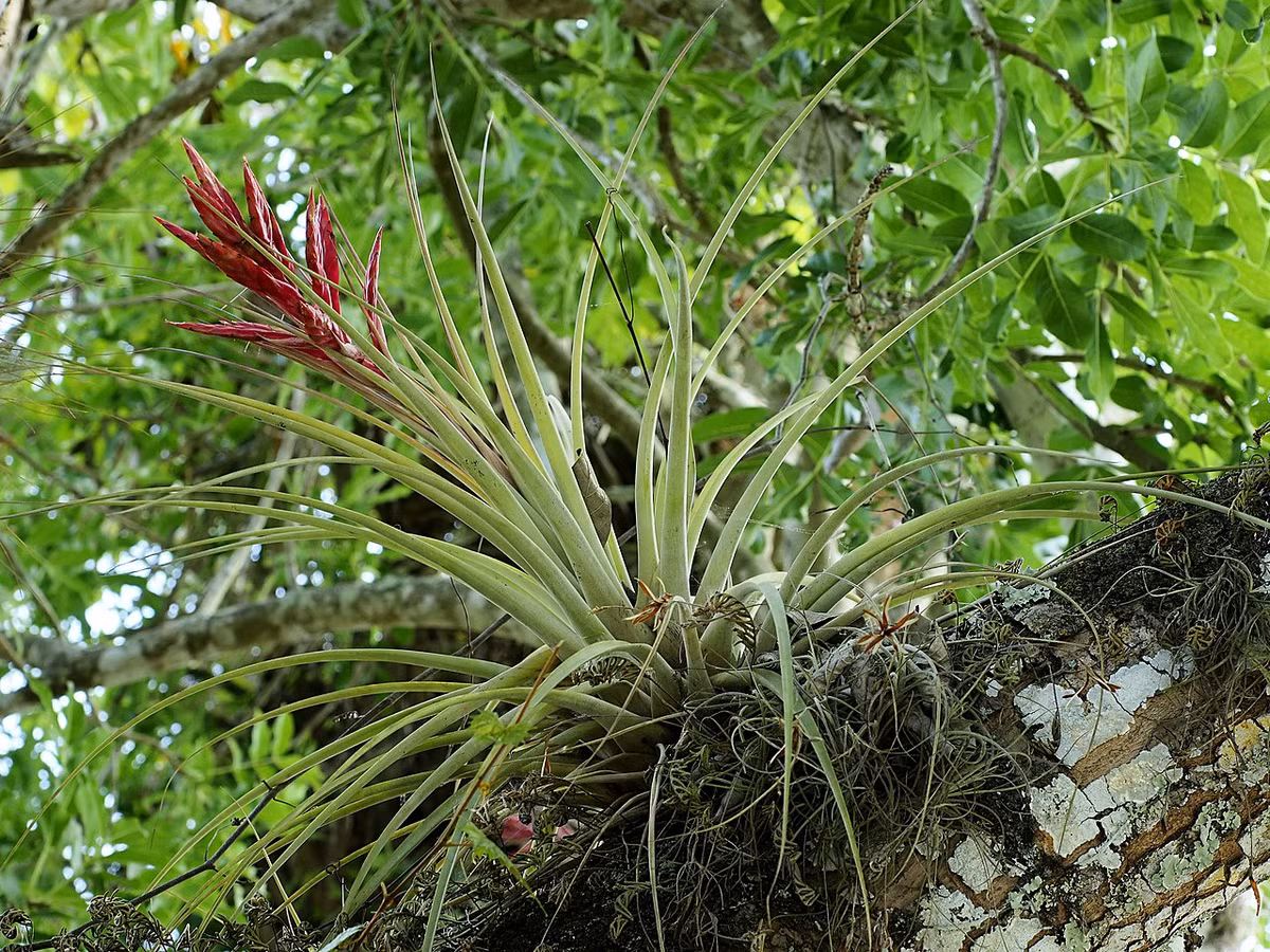 Nằm trong họ Dứa (Bromeliaceae), chi Dứa râu (Tillandsia) gồm khoảng 650 loài thực vật có đặc điểm sinh học độc đáo, phân bố ở các khu rừng, núi đá và sa mạc ở từ Đông Nam nước Mỹ cho đến miền trung Argentina.