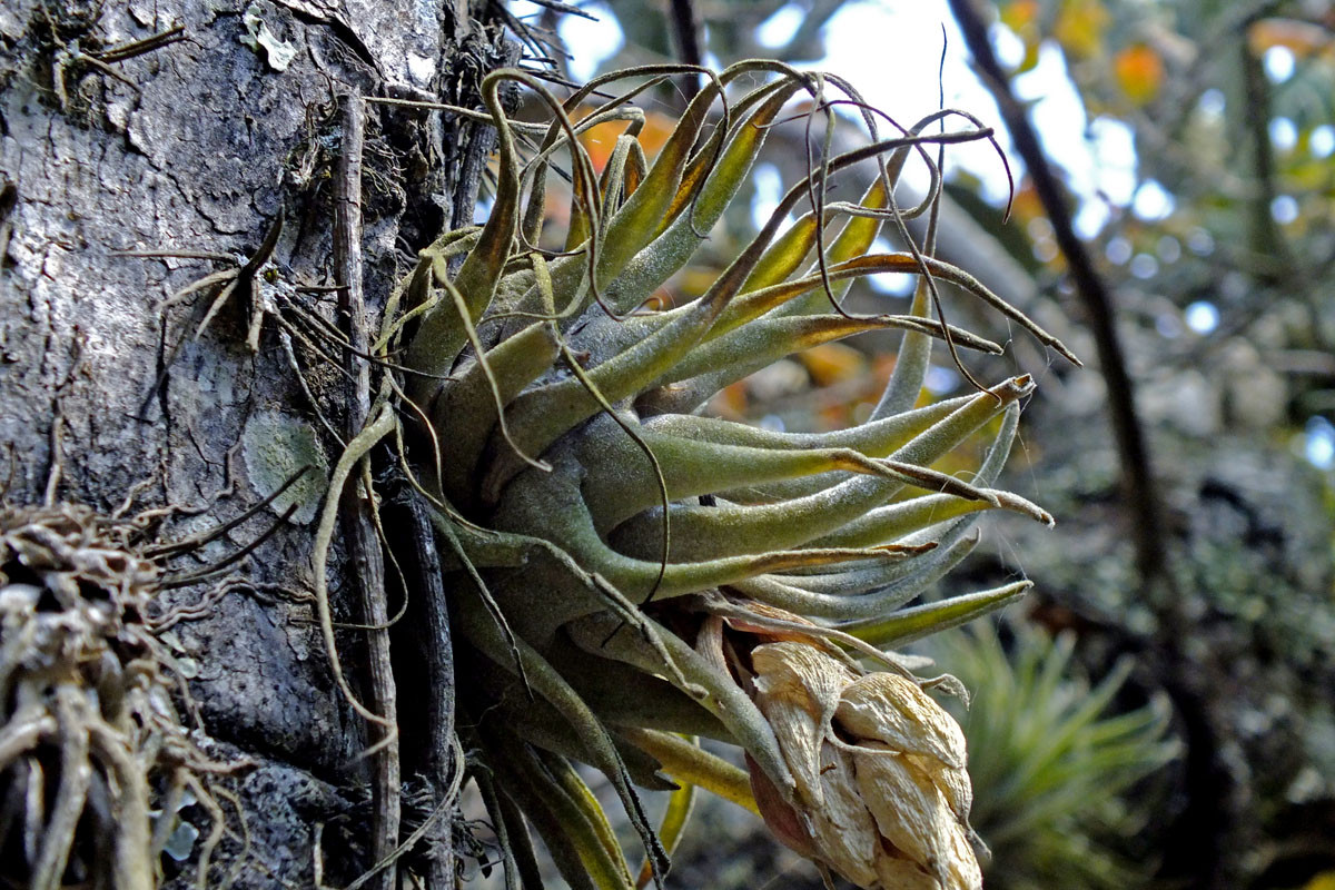 Trong tự nhiên, cây không khí sinh trưởng trong các môi trường đa dạng như rừng mưa nhiệt đới, núi đá cằn khô, đầm lầy, mái nhà hoặc thậm chí cả dây cáp viễn thông.